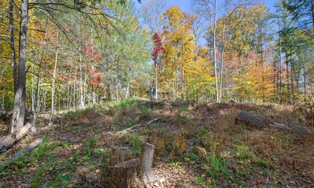99999-Badger-Trail-Weaverville-NC-28787-09-forweb9