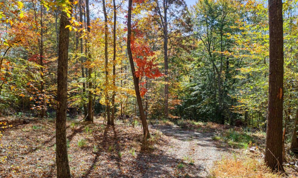 99999-Badger-Trail-Weaverville-NC-28787-14-forweb14
