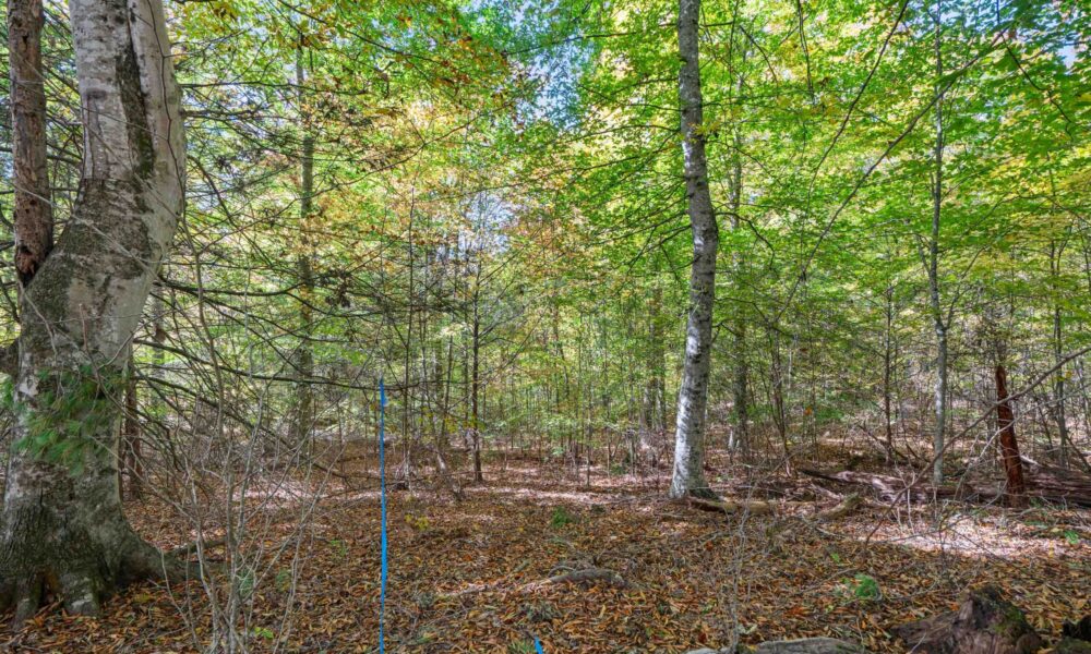 99999-Badger-Trail-Weaverville-NC-28787-21-forweb21