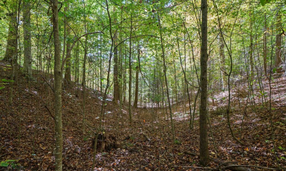 99999-Badger-Trail-Weaverville-NC-28787-23-forweb23