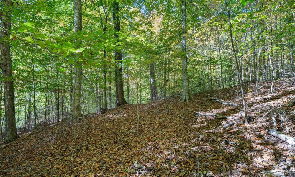 99999-Badger-Trail-Weaverville-NC-28787-25-forweb25